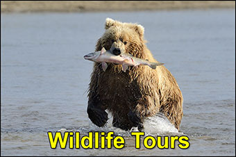 Wildlife Tours Charter Flights To Adventure
